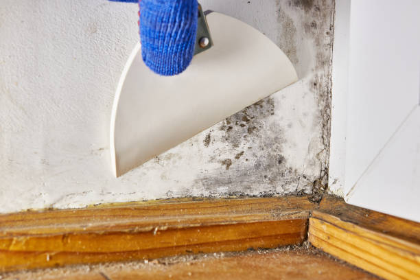Best Mold Damage Restoration  in Lakin, KS